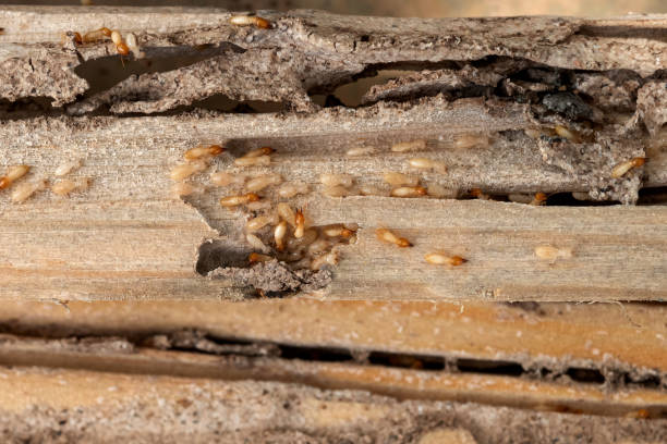 Best Affordable Pest Control Services  in Biddeford, ME