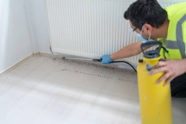 Best Wasp Removal Services  in Biddeford, ME