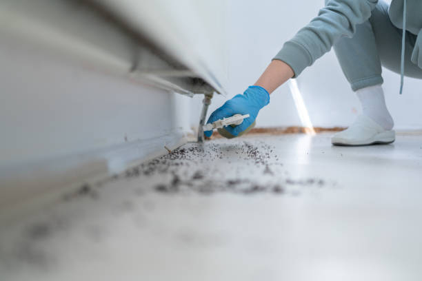 Best Flea Control Services  in Biddeford, ME